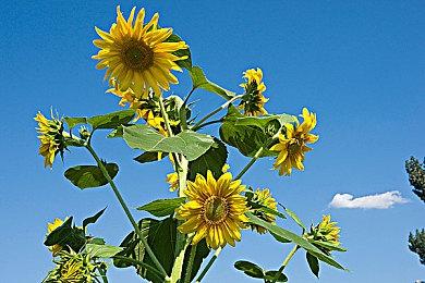 模拟经营游戏《铁匠传奇》Steam发售 不止打铁剑指天下